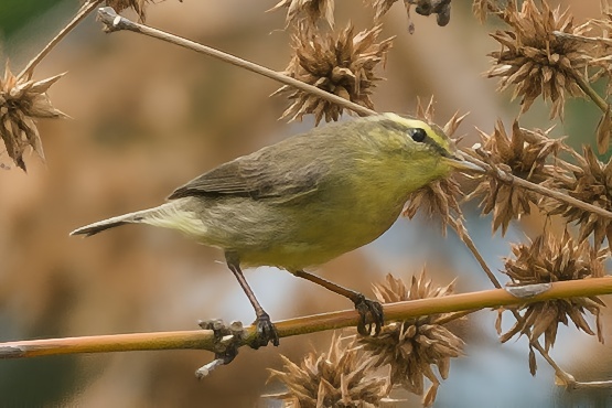 Tickell's Leaf Warbler
