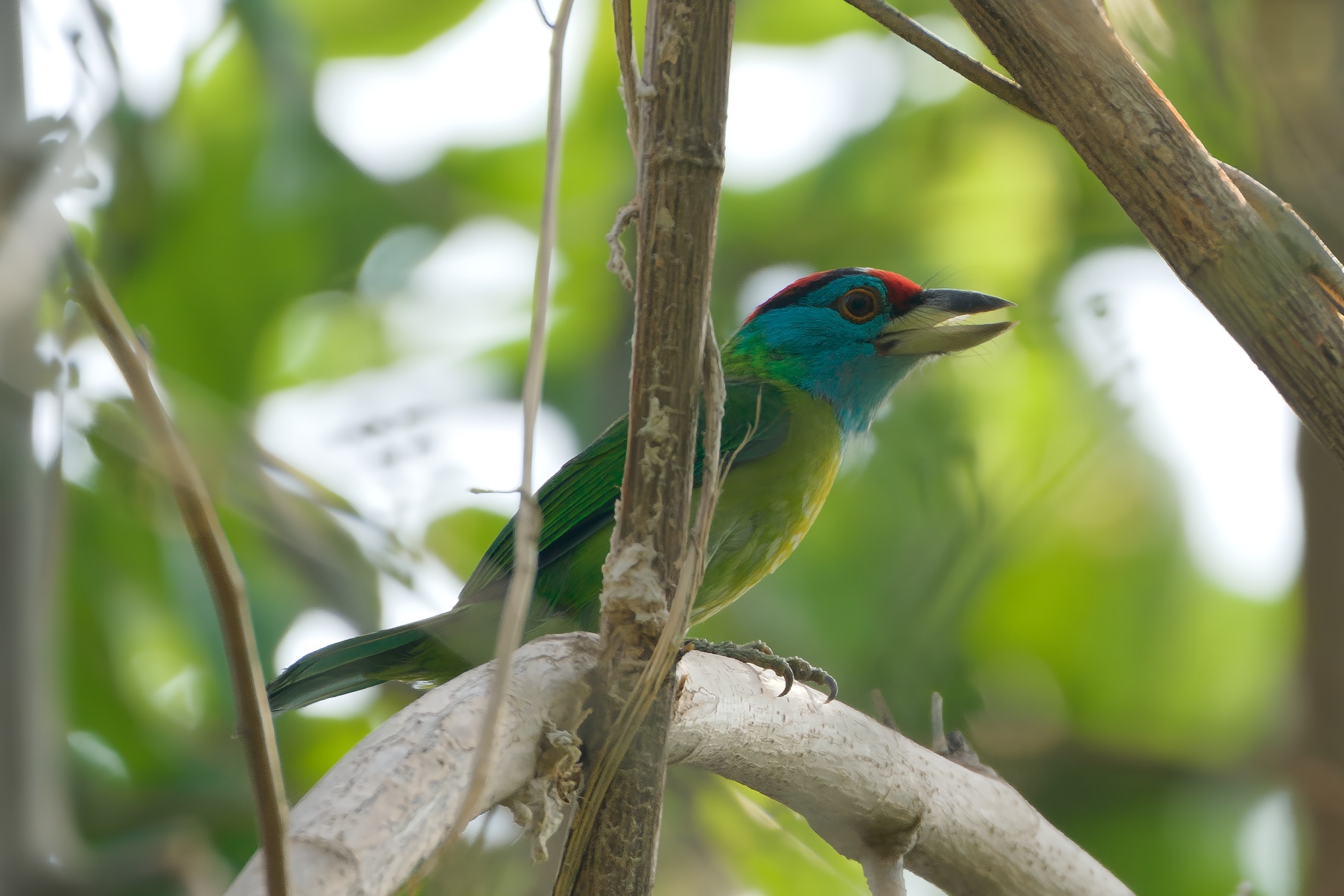 Blue-throated Barbet