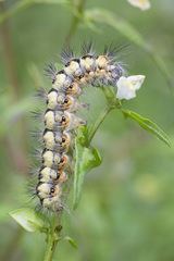Acronicta cinerea