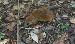 Terraced Rice Rat photo 2