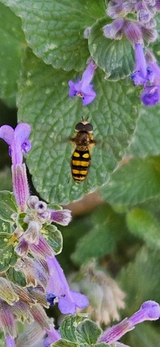Unknown species found near Belknap, Louisville, KY 40205, USA