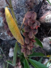 Crotalaria berteroana image