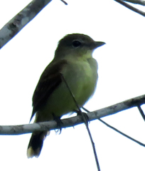 Camptostoma obsoletum