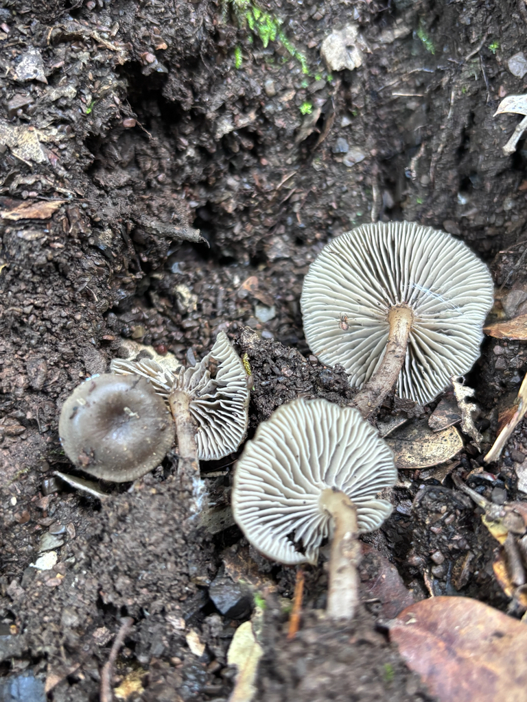 Tephroderma sp. 'PNW01'