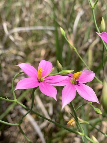 Chironia palustris Burch.