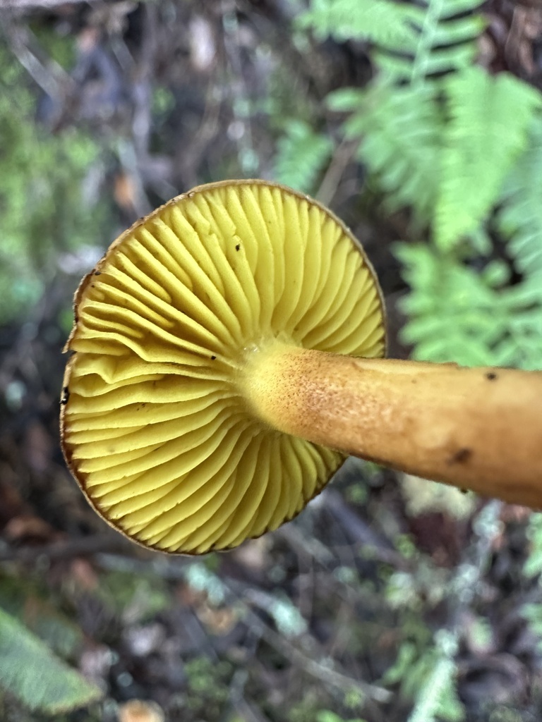 Phylloporus arenicola · November 2025 · photo: © ocean_beach_goth (iNaturalist, cc-by)