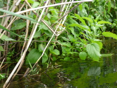 Urtica kioviensis