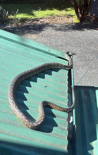 Coastal Carpet Python sighting