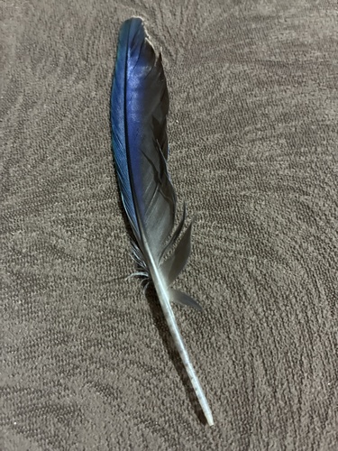 Monk Parakeet