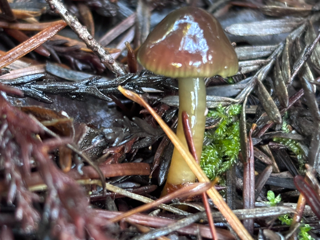 Gliophorus psittacinus · November 2025 · photo: © reago (iNaturalist, cc-by)