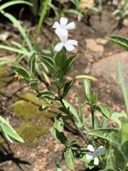 Dyschoriste setigera