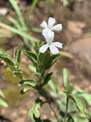 Dyschoriste setigera