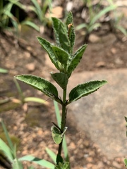 Dyschoriste setigera