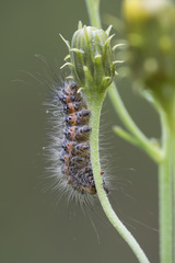 Acronicta cinerea