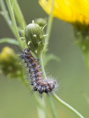 Acronicta cinerea