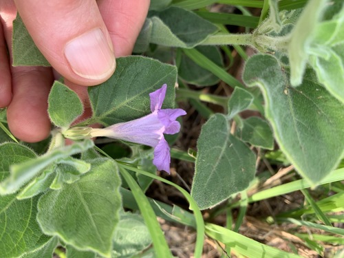 Ruellia cordata image