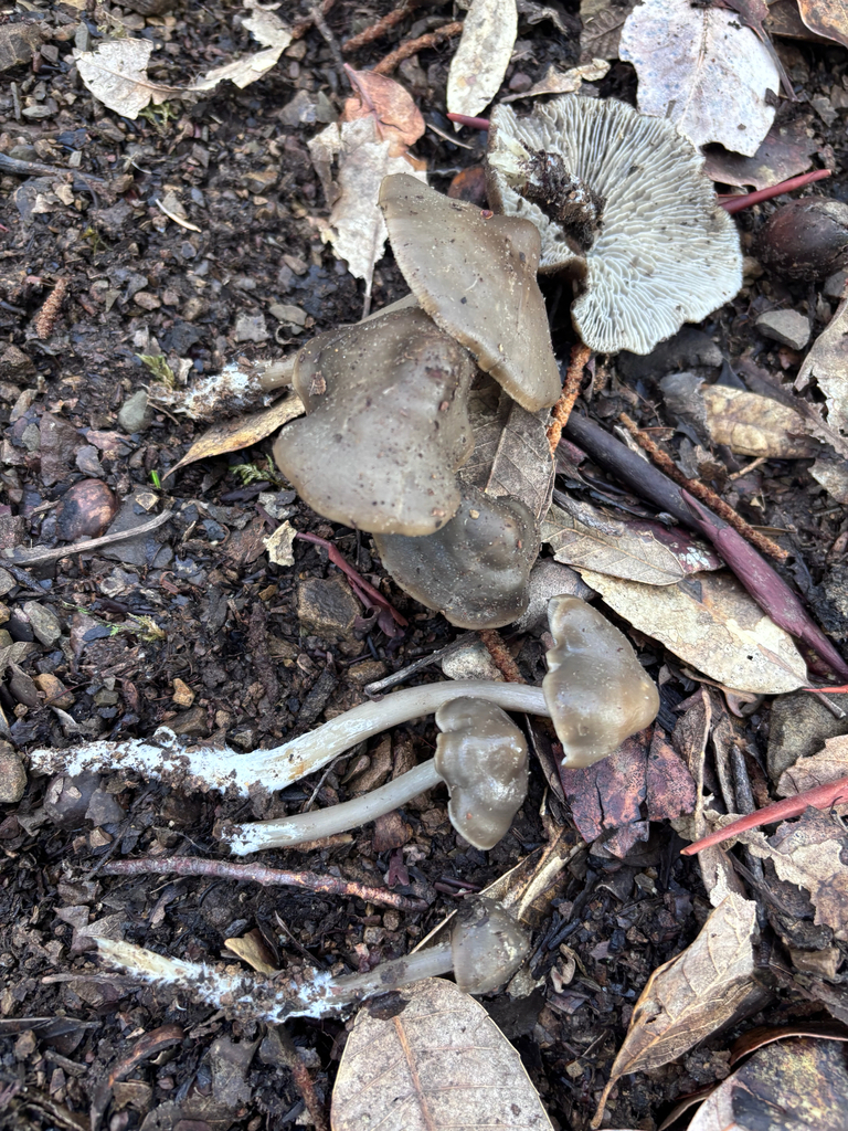 Tephrocybe rancida · November 2025 · photo: © reago (iNaturalist, cc-by)