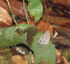 Magneuptychia