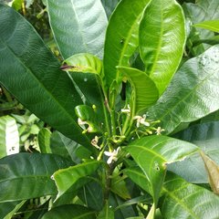 Tabernaemontana alba