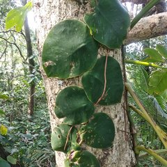 Monstera tuberculata