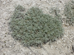 Artemisia hololeuca