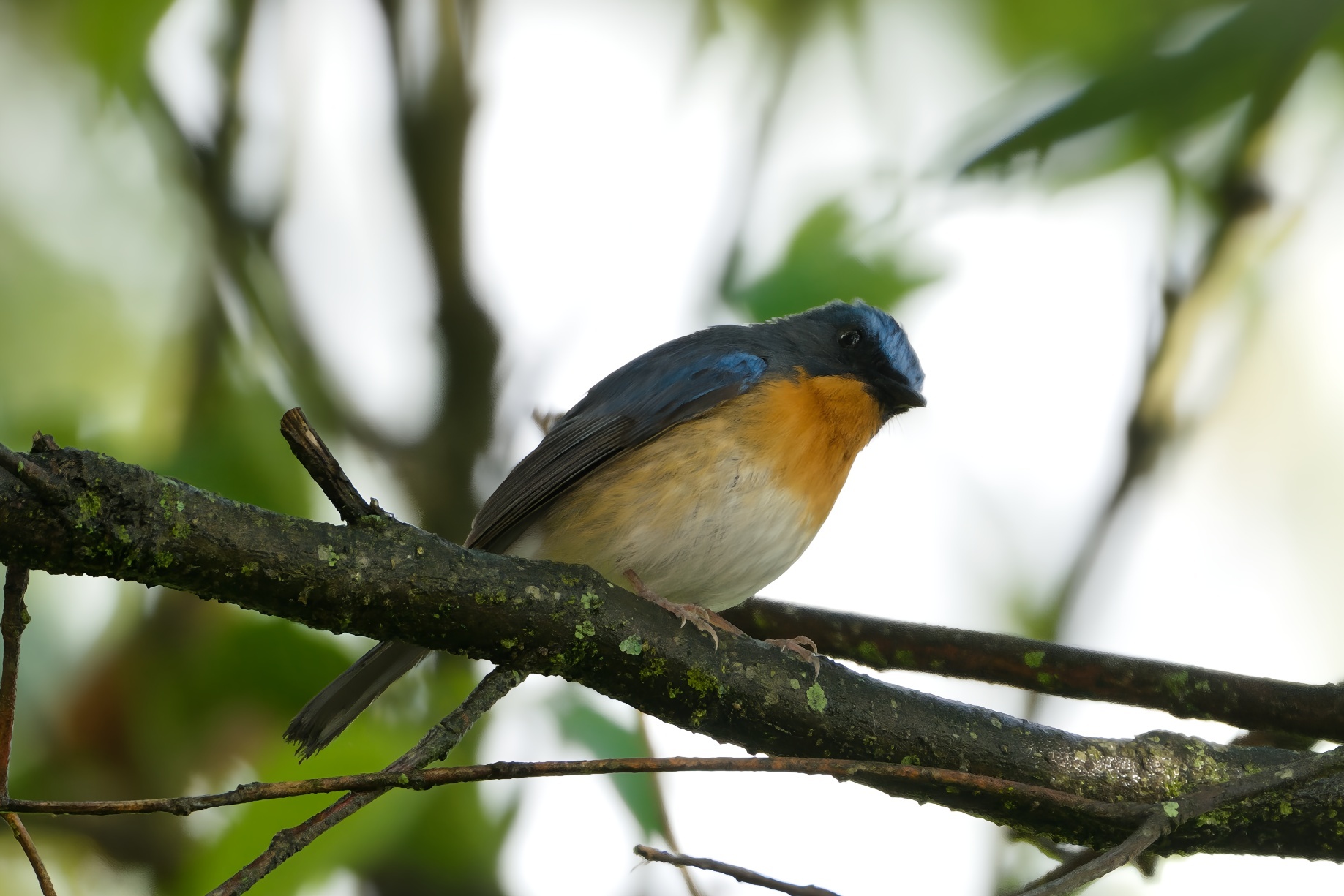 Hill Blue Flycatcher