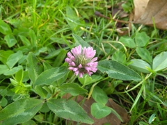 Trifolium pratense