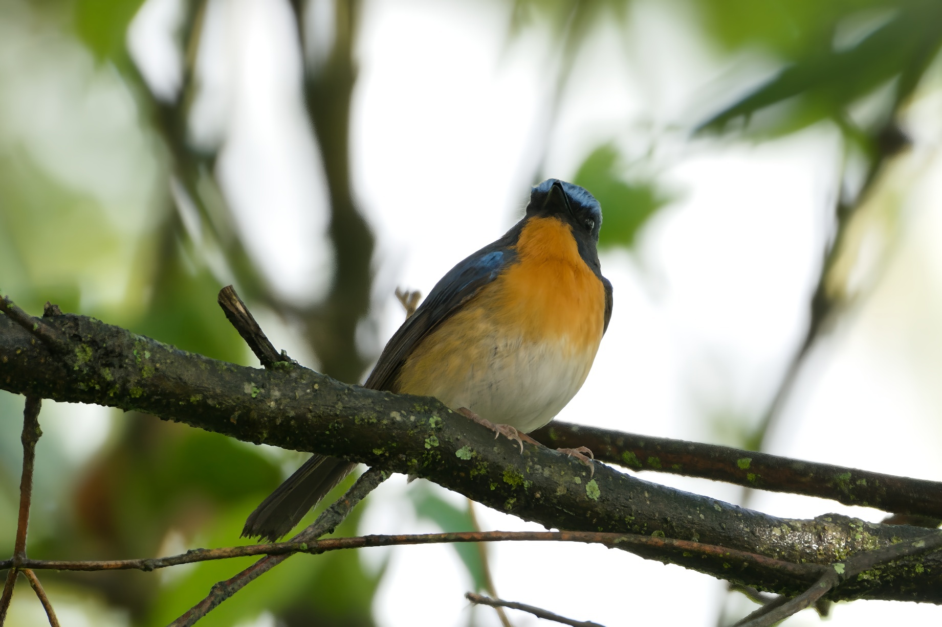 Hill Blue Flycatcher