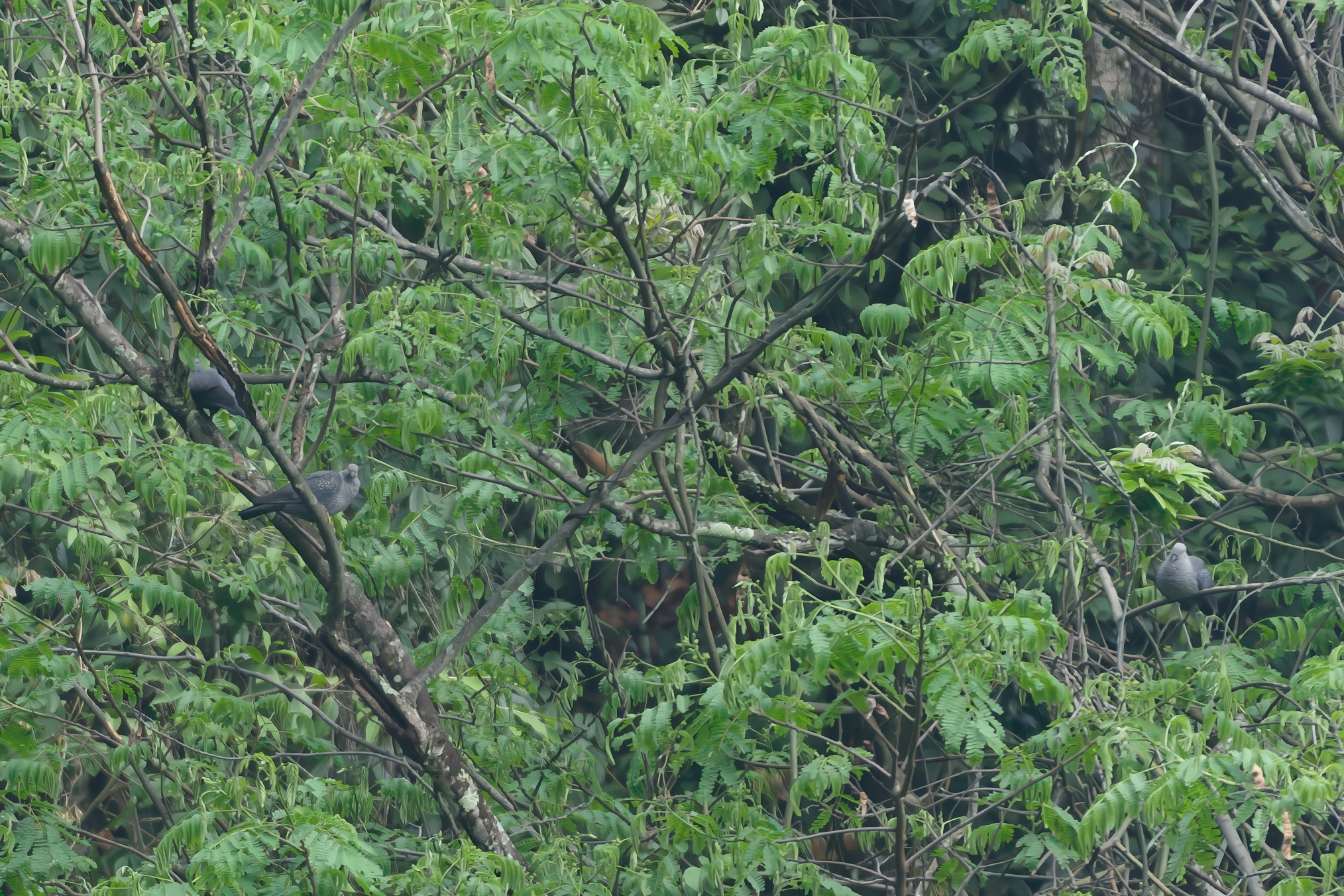 Speckled Wood Pigeon