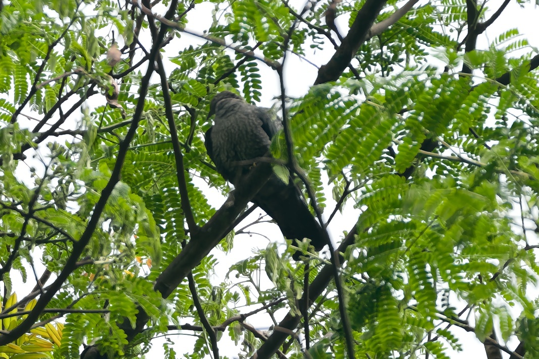 Speckled Wood Pigeon