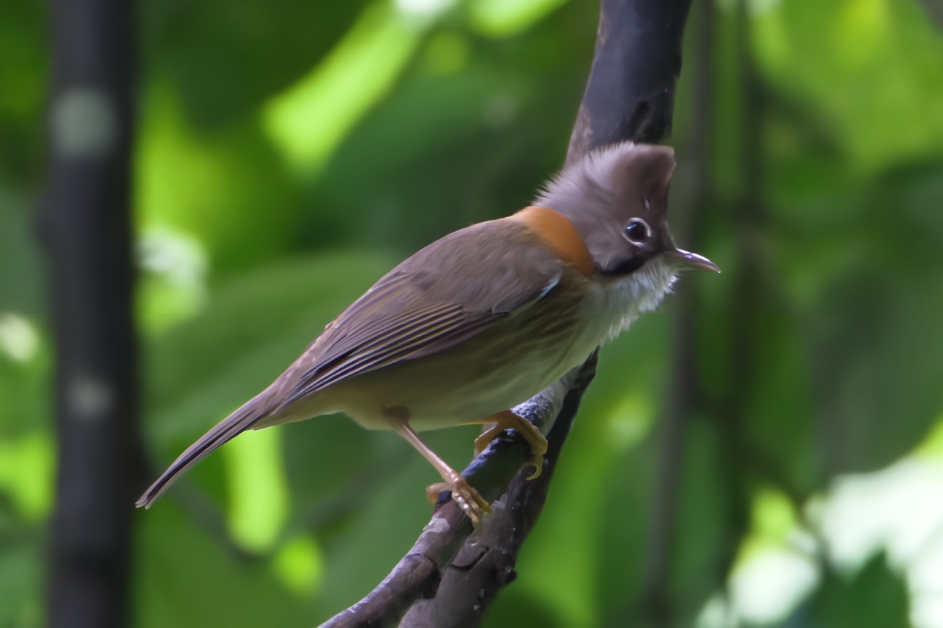 Whiskered Yuhina