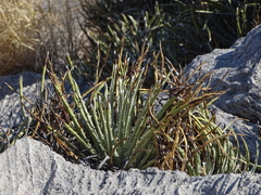 Hechtia mapimiana