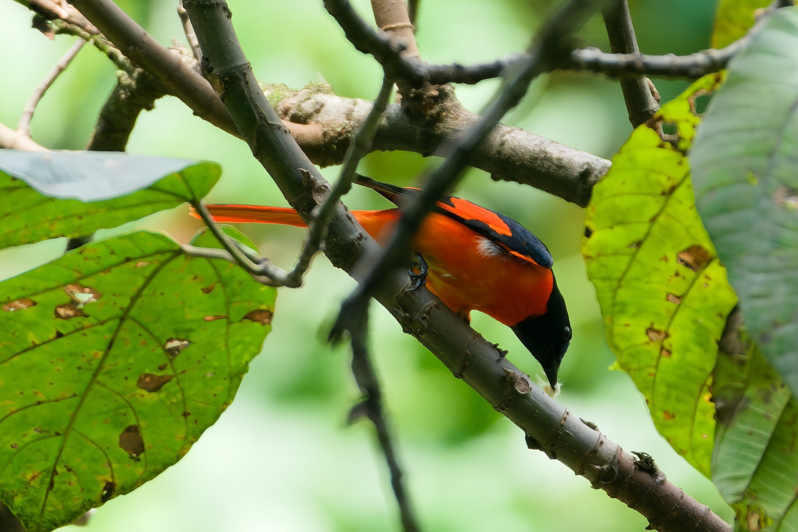 Scarlet Minivet