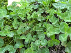 Trifolium pratense