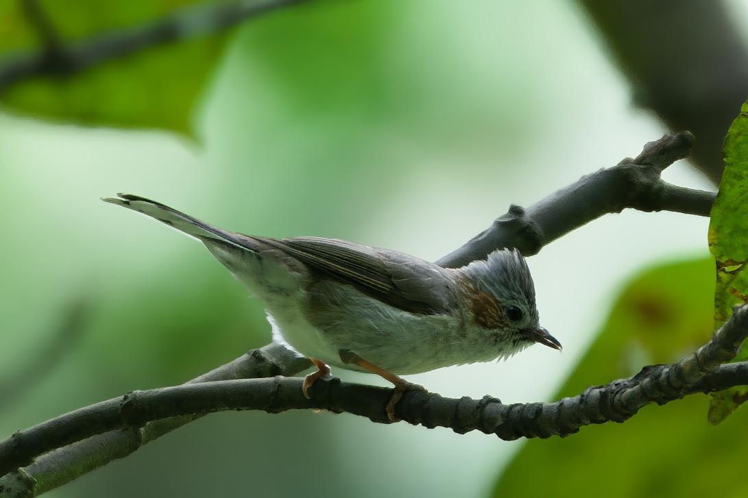 Striated Yuhina