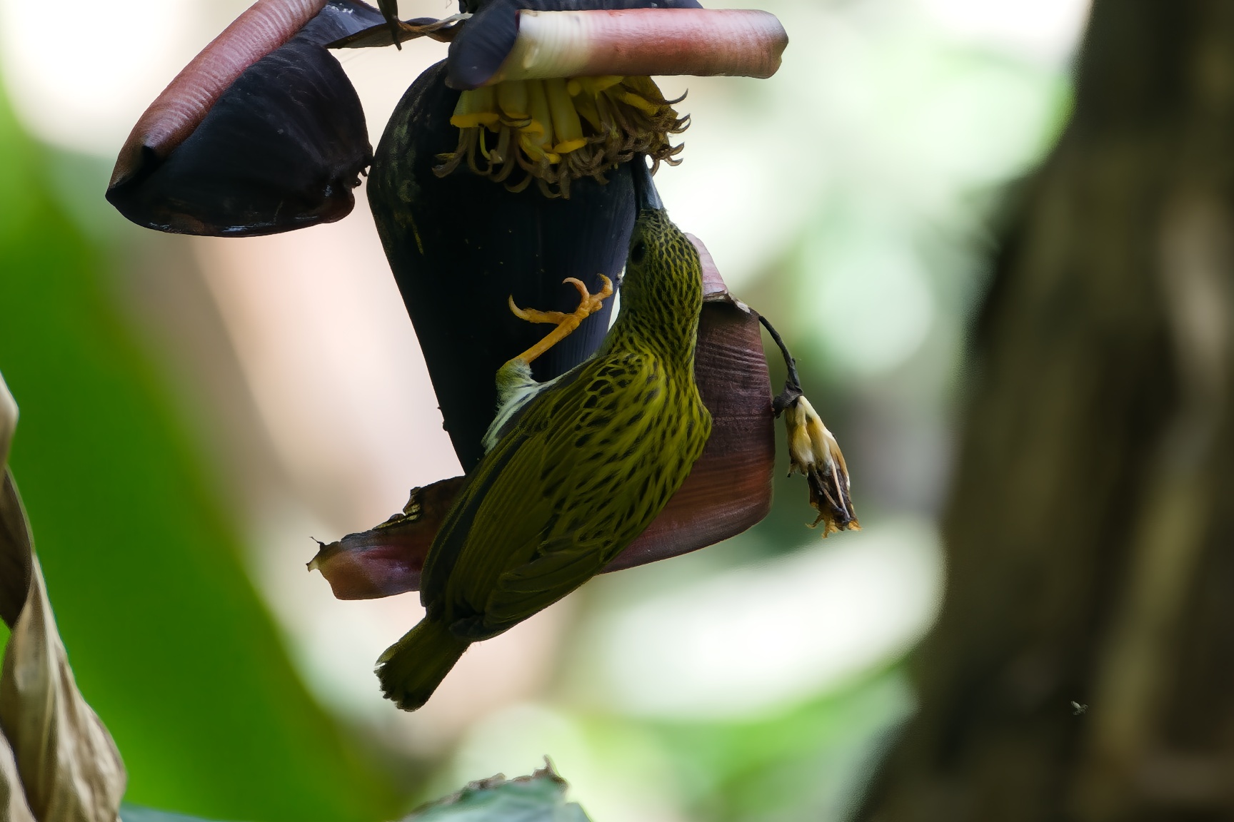 Streaked Spiderhunter