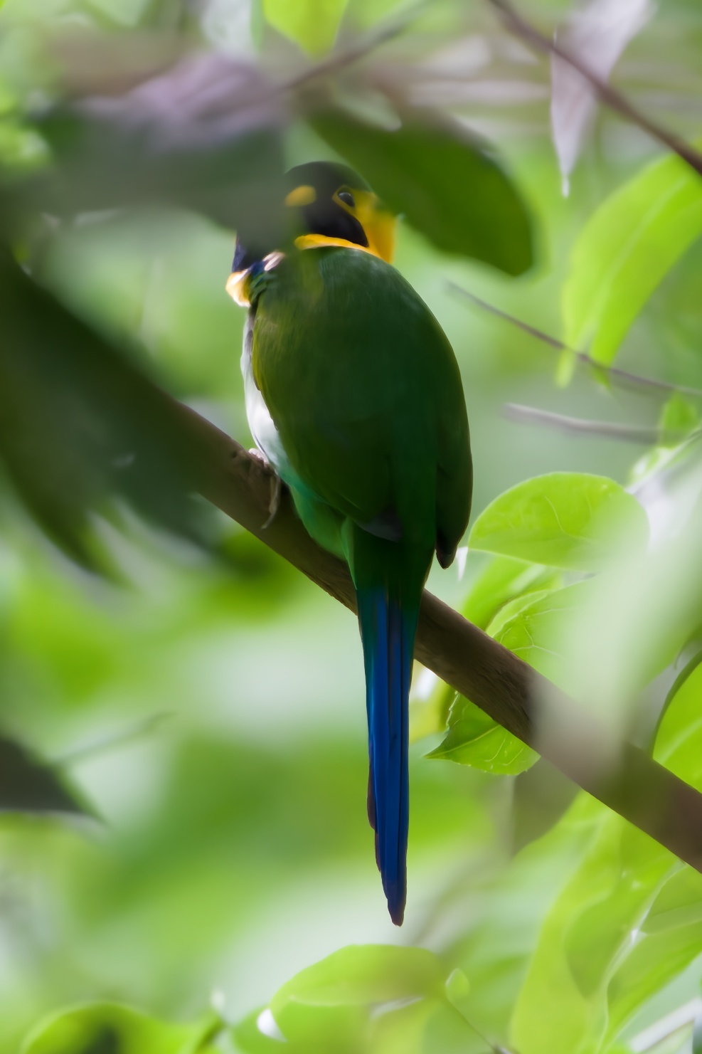 Long-tailed Broadbill