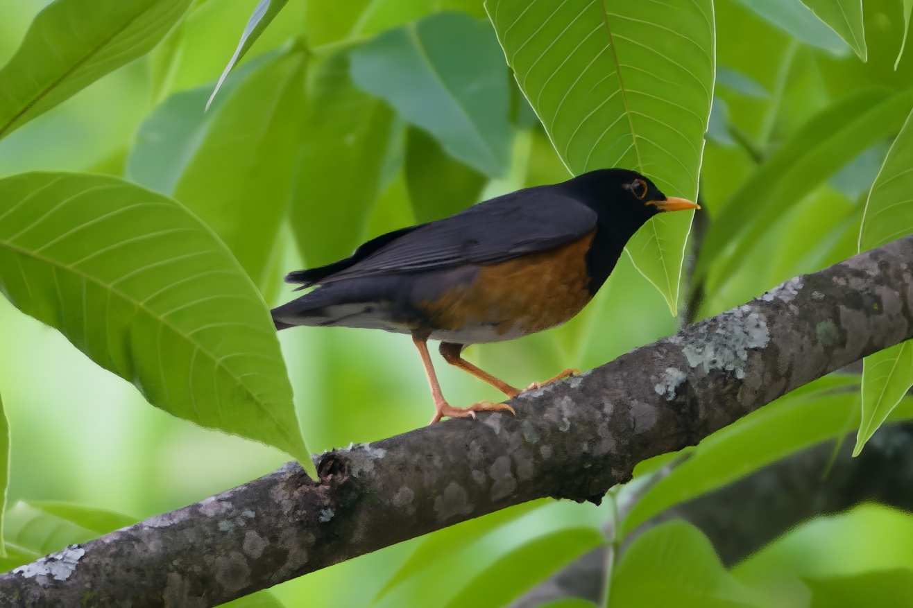 Black-breasted Thrush