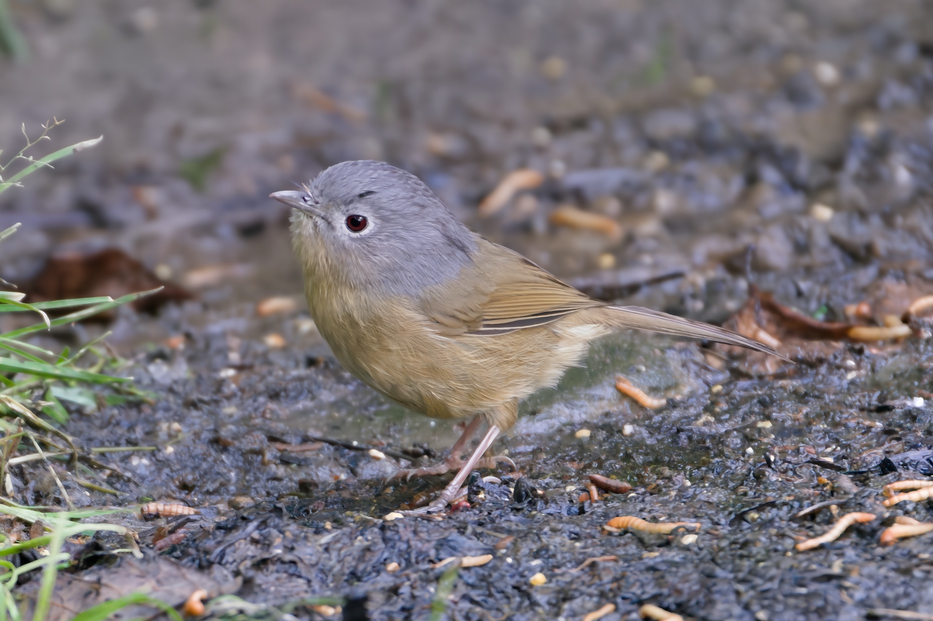 Yunnan Fulvetta