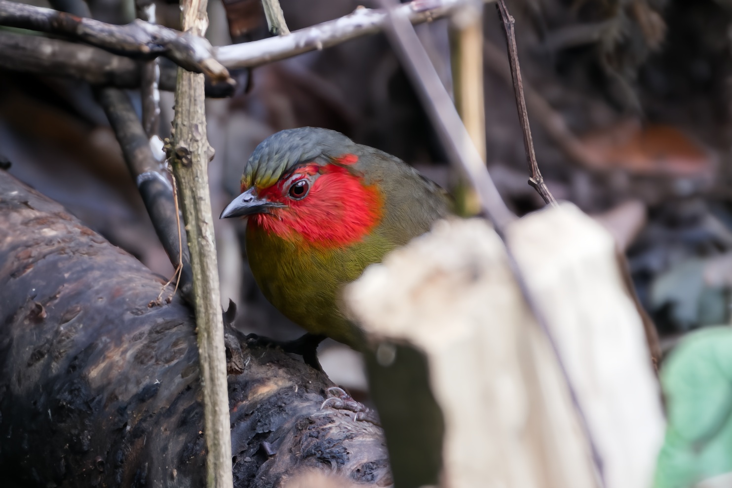 Scarlet-faced Liocichla