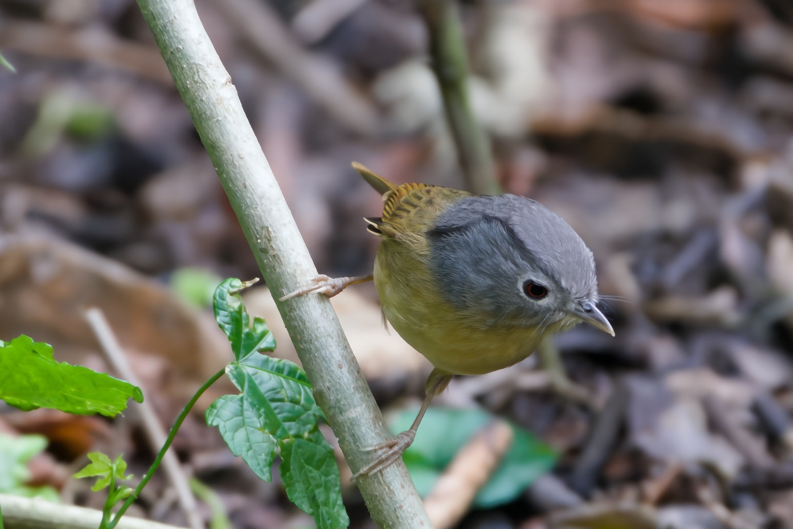 Yunnan Fulvetta