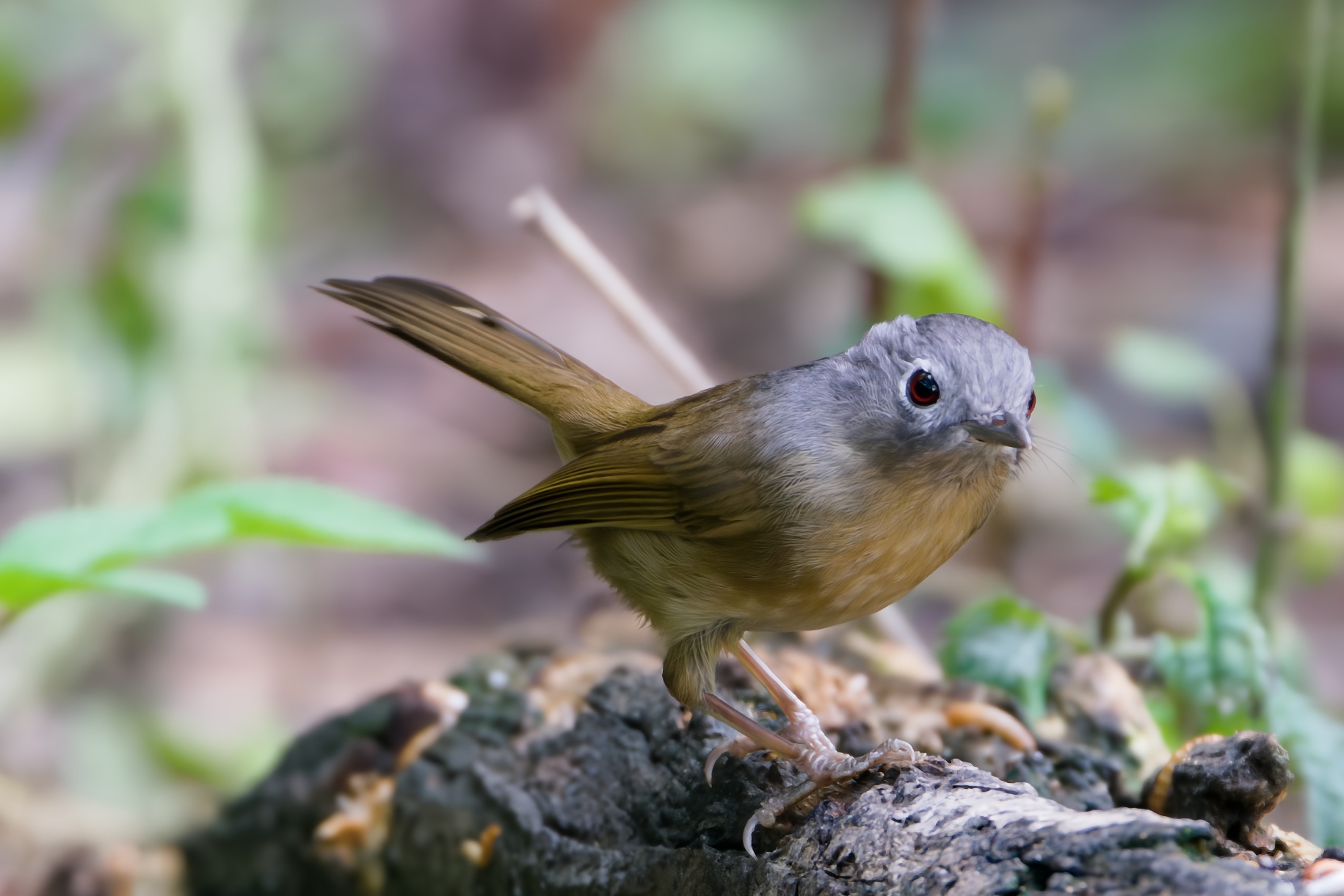 Yunnan Fulvetta