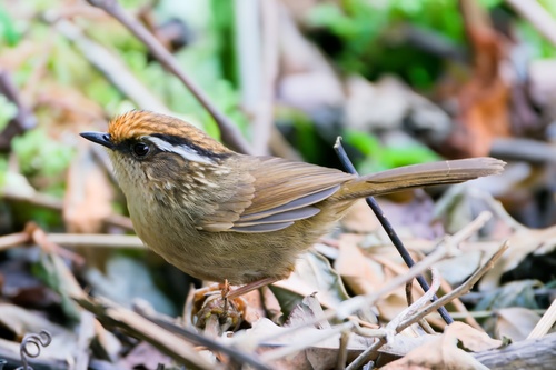 Rusty-capped Fulvetta (Schoeniparus dubius), photo 7