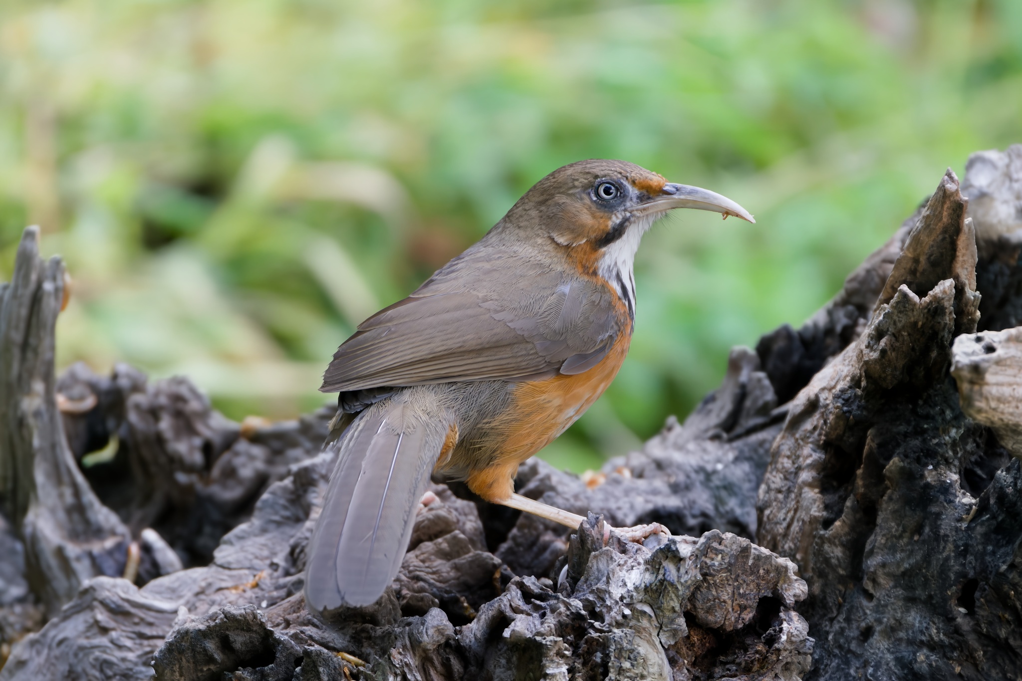 Black-streaked Scimitar Babbler