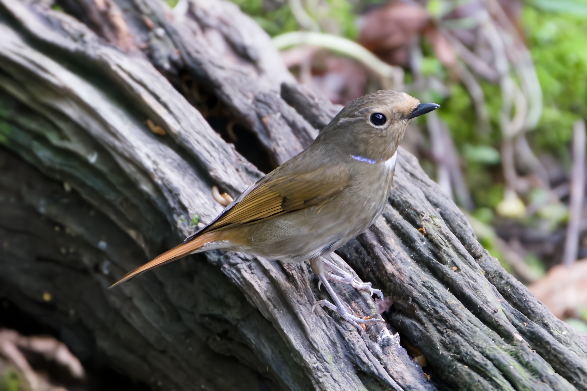 Rufous-bellied Niltava
