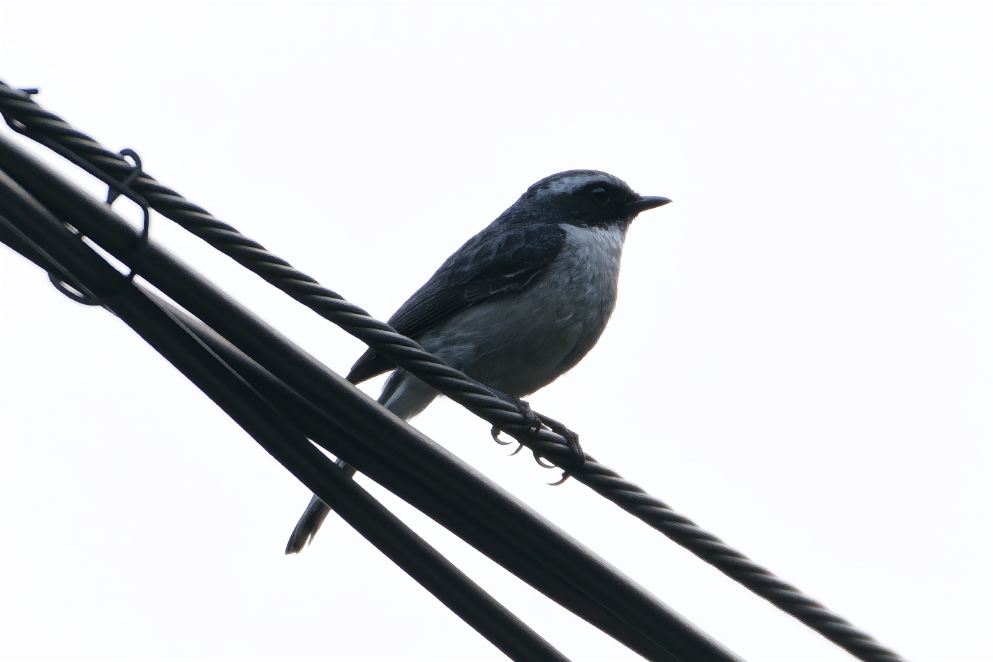 Grey Bush Chat