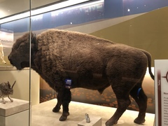 Bison