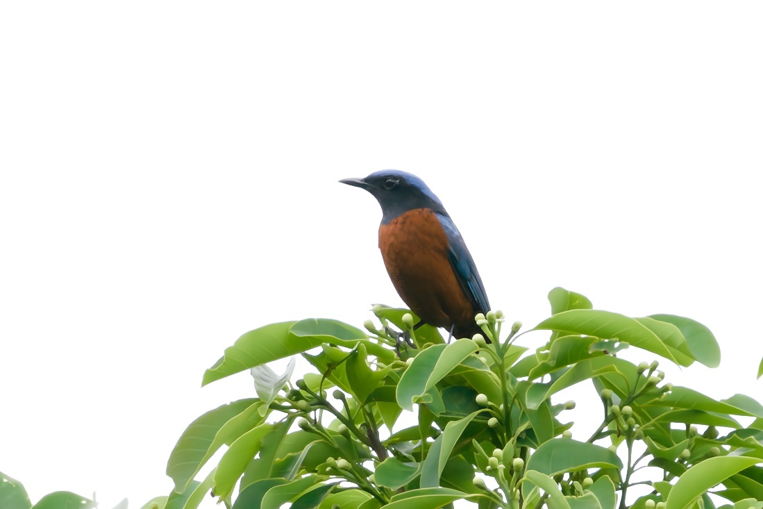 Chestnut-bellied Rock Thrush