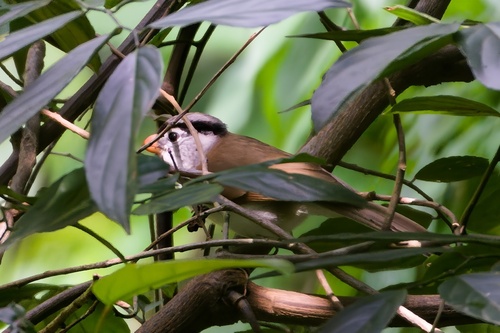 Grey-headed Parrotbill (Paradoxornis gularis), photo 5