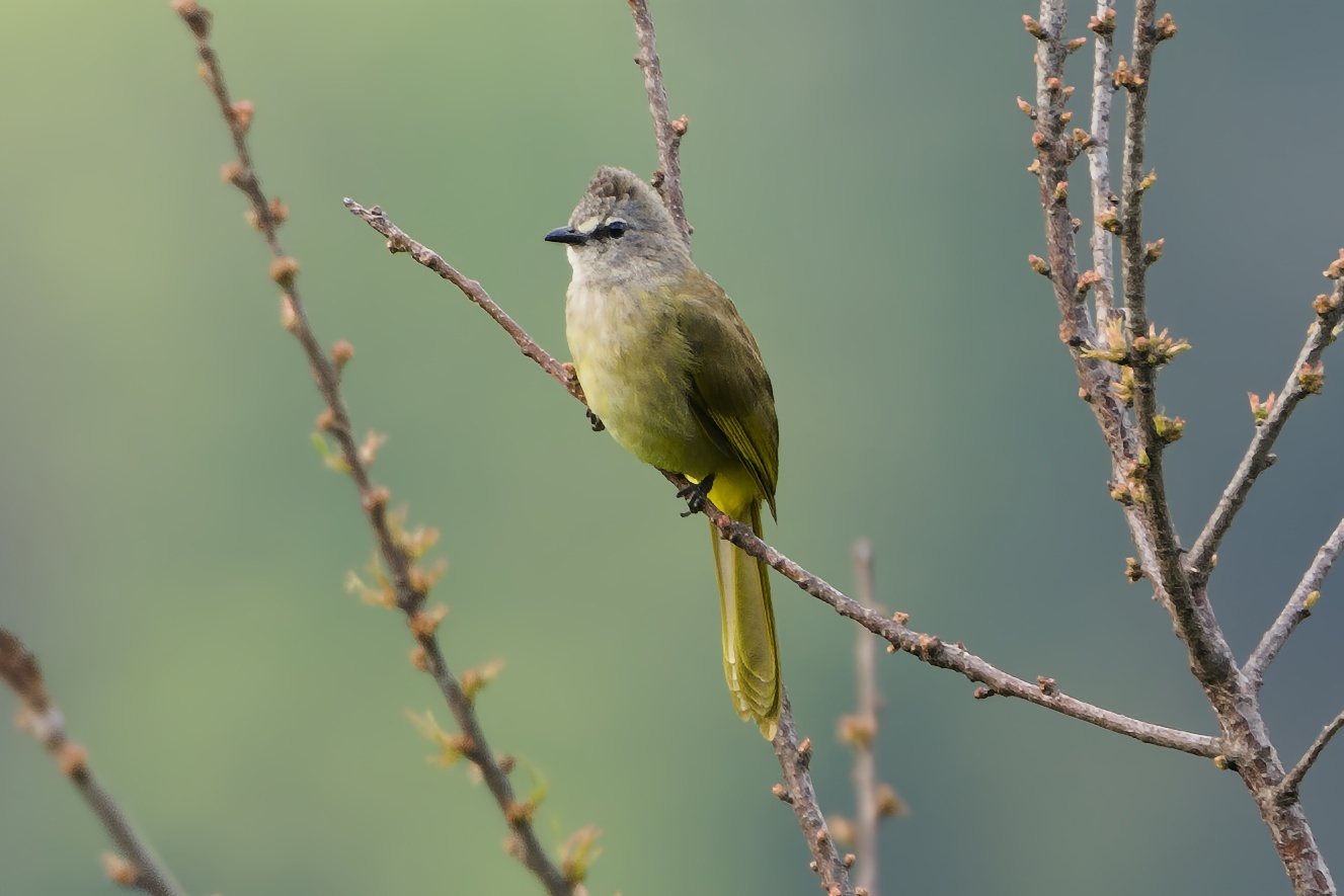 Flavescent Bulbul